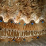 scallop-eyes-menacing-wide