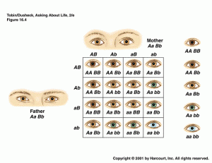 Recessive Gene Eye Color Chart